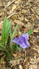 Tradescantia subaspera