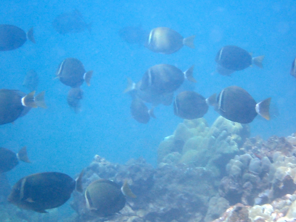 Head-band Surgeonfish