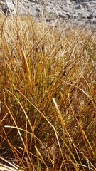 Marsippospermum gracile