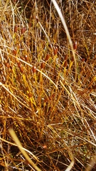 Marsippospermum gracile