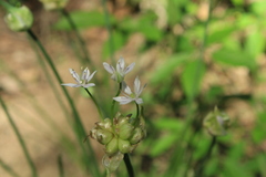 Amerallium