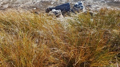 Marsippospermum gracile