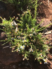 Phymaspermum parvifolium