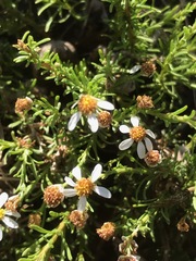 Phymaspermum parvifolium