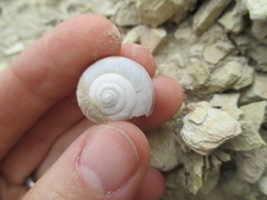 Helminthoglypta traskii