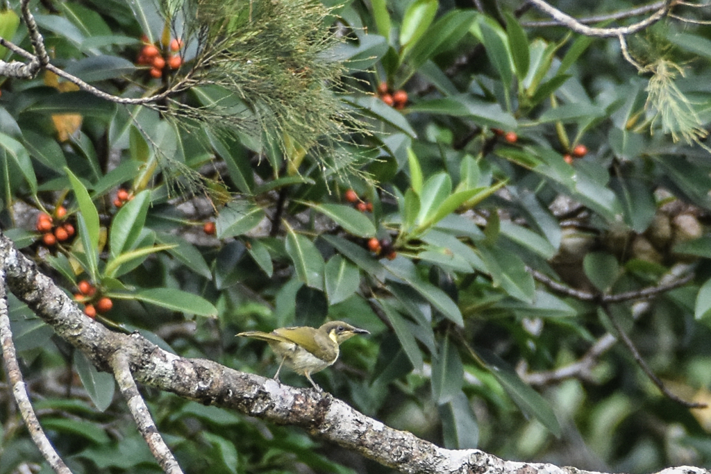 Elegant Honeyeater (Meliphaga cinereifrons) photo
