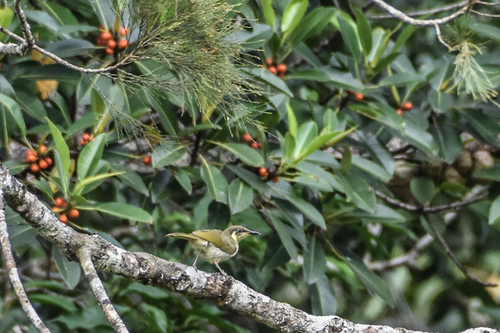 Elegant Honeyeater (Meliphaga cinereifrons)