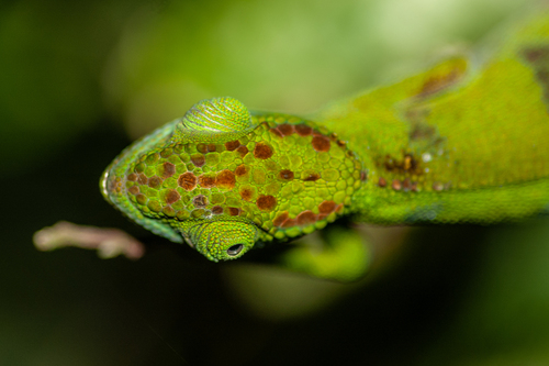 Mulanje Chameleon