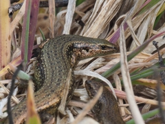 Chathams Skink photo 2