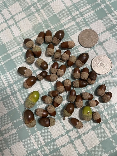 Quercus tatakaensis, photograph 2