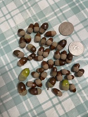 Quercus tatakaensis, photograph (c) 謝麗霦, some rights reserved (CC BY)