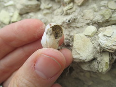 Helminthoglypta traskii