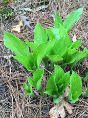 Hosta