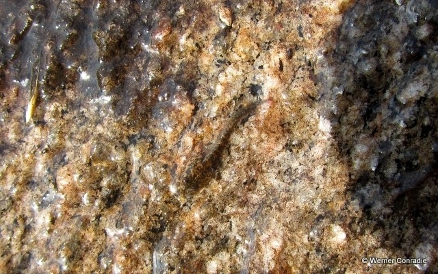 Nothophryne baylissi