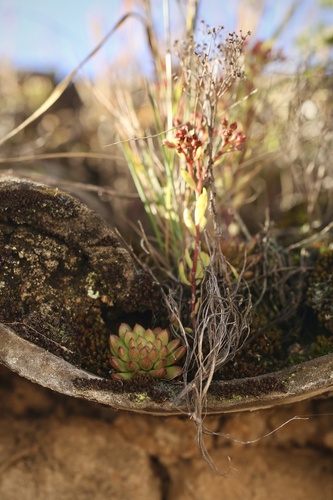 Sedum (Sinocrassula densirosulata)