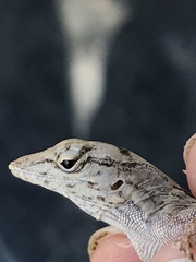 Anolis homolechis