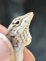 Anolis homolechis