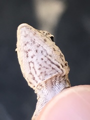 Anolis homolechis