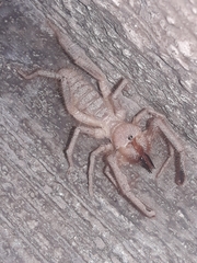 Eremobatinae