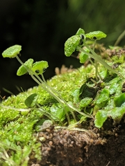 Cryptomitrium tenerum