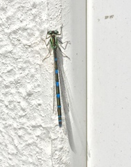 Coenagrion
