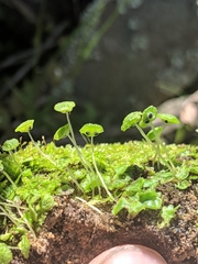 Cryptomitrium tenerum