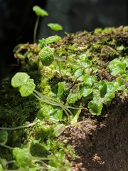 Cryptomitrium tenerum