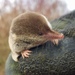 鼩鼱科 (尖鼠科) - Photo 由 Graham Clarkson 所上傳的 (c) Graham Clarkson，保留部份權利CC BY-NC