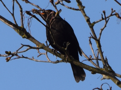 Turdus merula