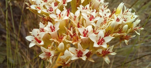 Crassula flava