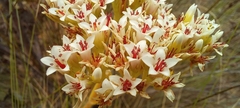 Crassula flava
