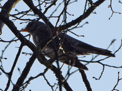 Turdus pilaris