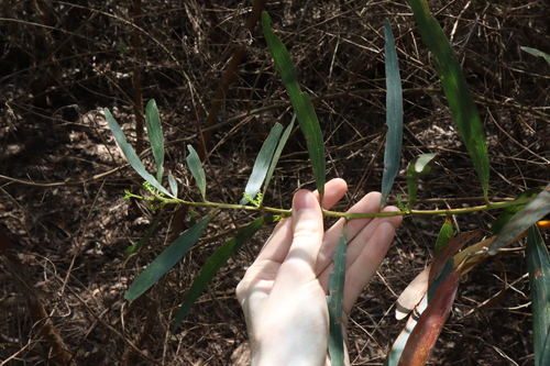 Image of Acacia obtusifolia by (c) Thomas Mesaglio, some rights reserved (CC BY)