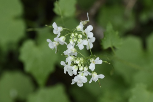 Eutrema deltoideum