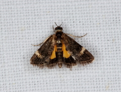 Heliothela ophideresana