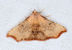 Corgatha dipyra