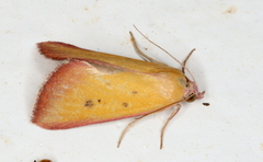 Phytometra laevis