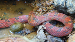 Stenorrhina degenhardtii