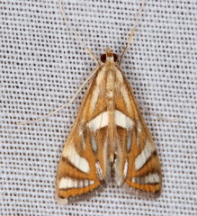 Margarosticha euprepialis