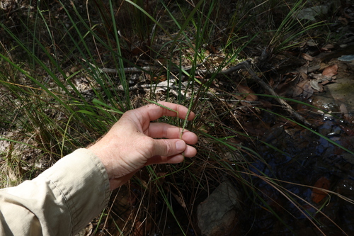 Image of Paspalum scrobiculatum by (c) Greg Tasney, some rights reserved (CC BY-SA)