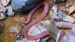 Stenorrhina degenhardtii