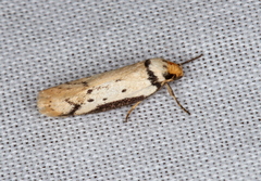 Philobota thiocrossa