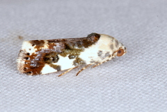 Acontia nivipicta