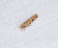 Otonoma anemois