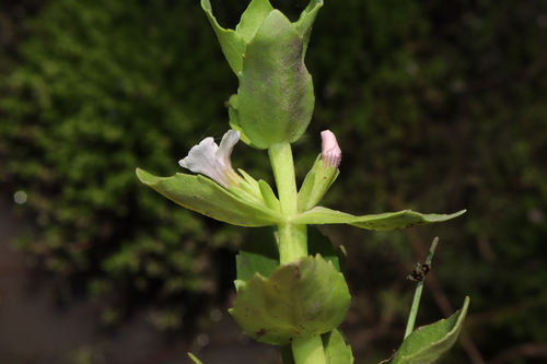 Image of Gratiola peruviana by (c) Thomas Mesaglio, some rights reserved (CC BY)