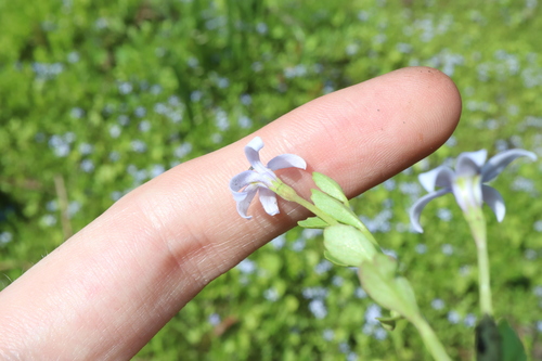 Image of Isotoma fluviatilis by (c) Thomas Mesaglio, some rights reserved (CC BY)