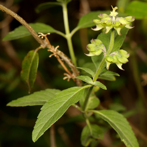 Image of Ocimum filamentosum by (c) Wynand Uys, some rights reserved (CC BY)