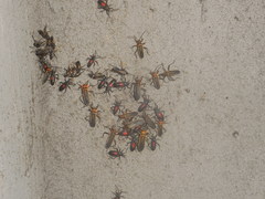 Stenomacra marginella