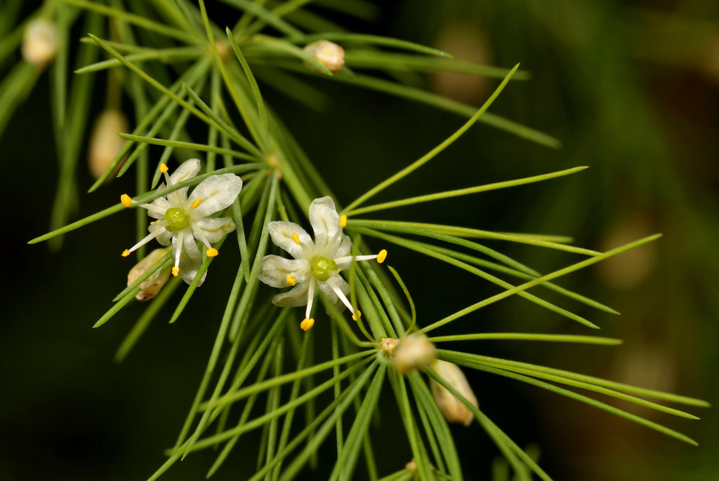 Wild Asparagus