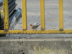 Haemorhous mexicanus